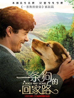 一条狗的回家路