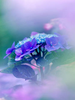花卉