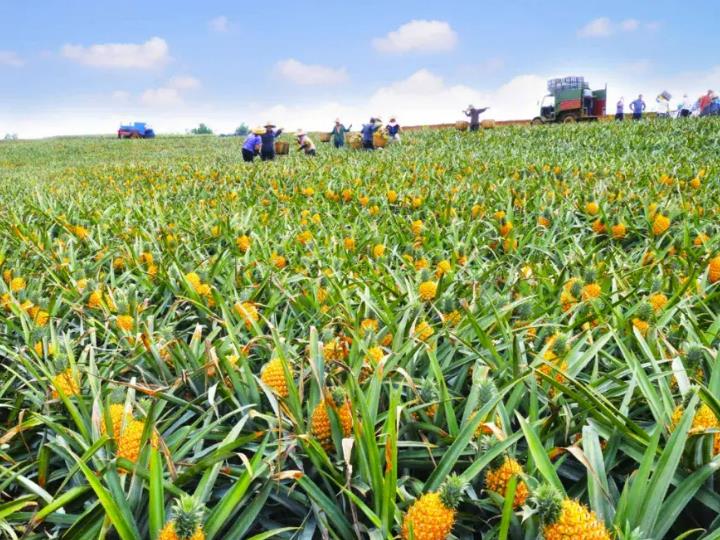 “粤字号”农业品牌目录公布了，我们来看看湛江都有哪些