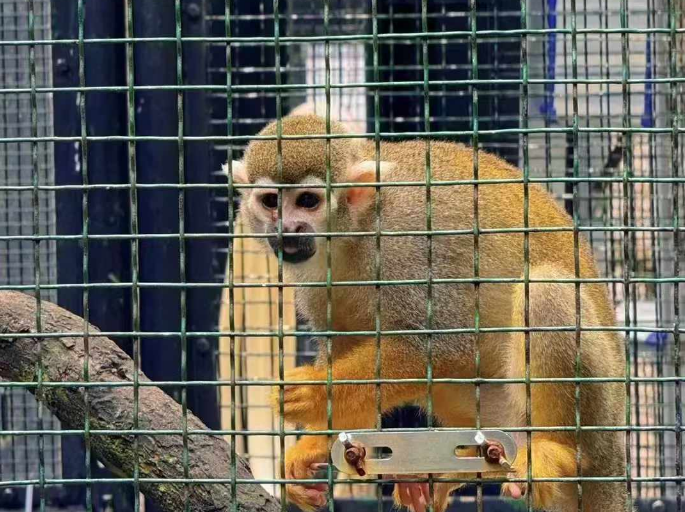 香港公園12隻馬騮死亡居然驚動特首和媒體，香港的社會管理已經做到極致