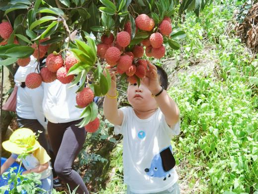 廉江市丰业种植专业合作社通过党建，构建更专业的生产体系