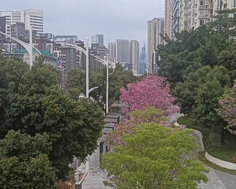 蛇口：梨花风起正清明，游子寻春半出城