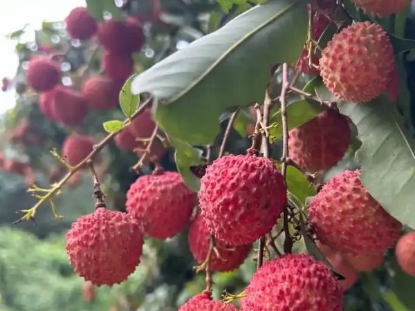 廉江市丰业种植专业合作社2024年销售荔枝2197吨，供销社帮大忙