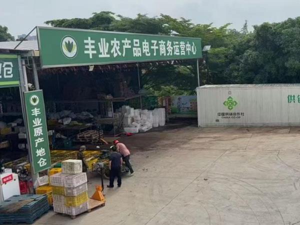 南方日报06/08/2025报道丰业合作社：供以全链条创新打通荔枝“全球通道”