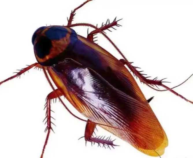 为何小强种群能延续几亿年，而人类只有区区300万年？小强悟性比人类高