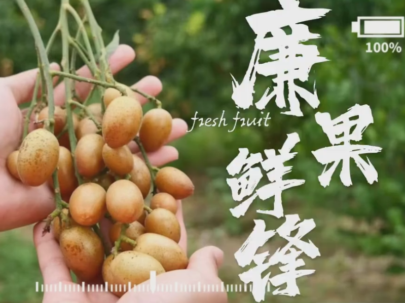 廉江市丰业种植专业合作社，农业现代化品牌的种子破土而出（橙意满满实践团）