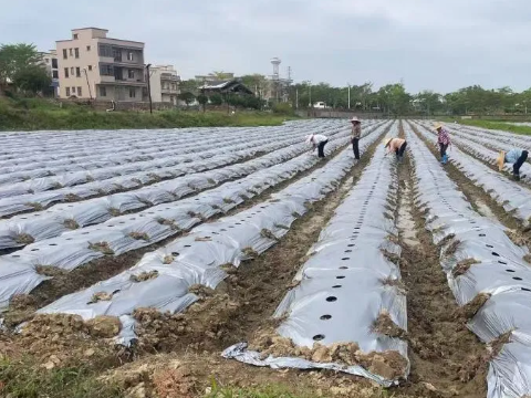 廉江供销社创新“社村企”合作模式，与廉江市丰业种植专业合作社开展豇豆供销农场