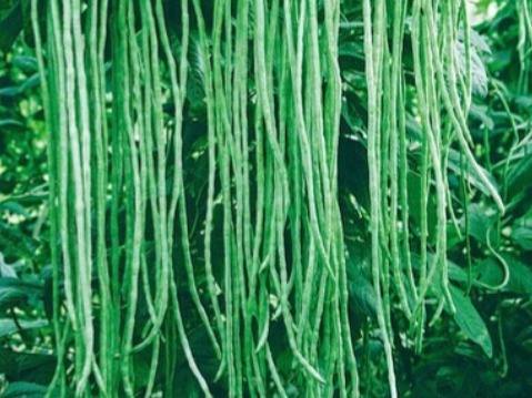 长豆角虹豆颇具商业价值，从田间地头到国际市场的完整产业链