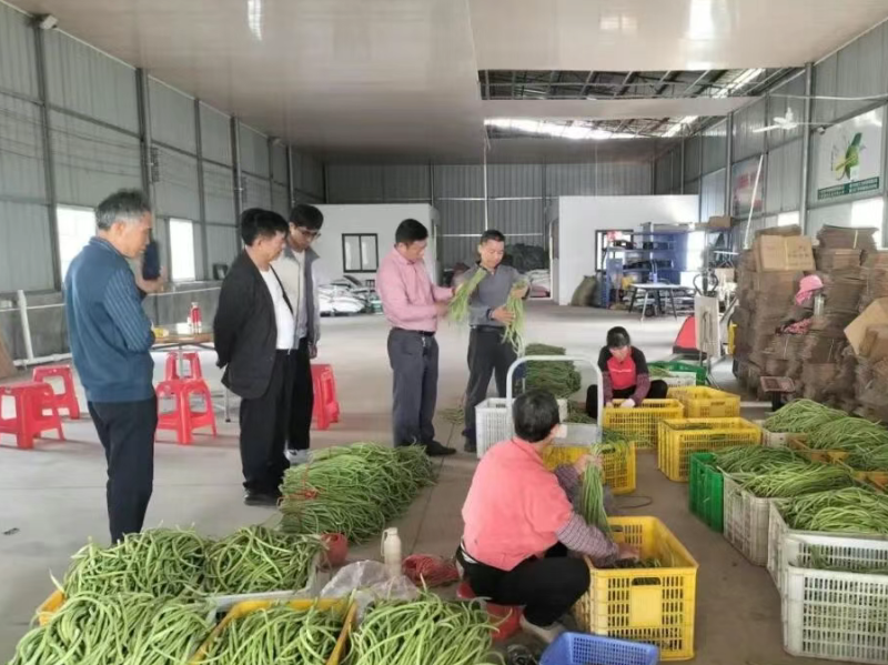 廉江市丰业种植专业合作社平田济村基地的豆角农产品通过农残专项抽检