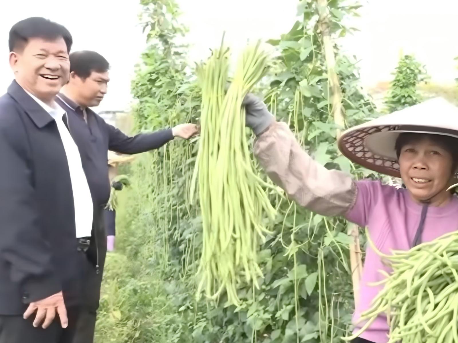 廉江市丰业种植专业合作社与省供销社合作的豇豆获丰收，将扩大至500亩