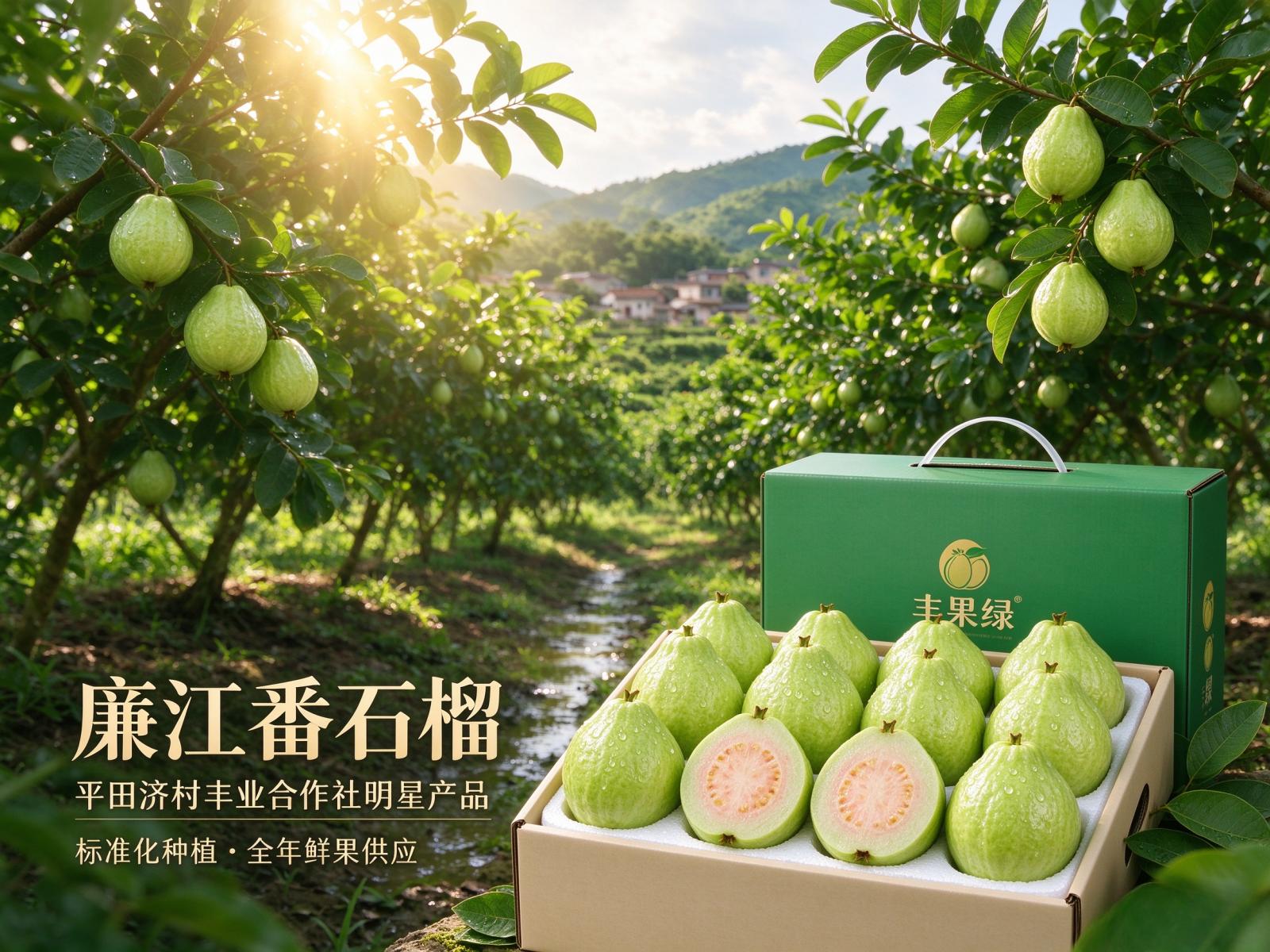 廉江番石榴：廉江市丰业种植专业合作社的明星特色农产品