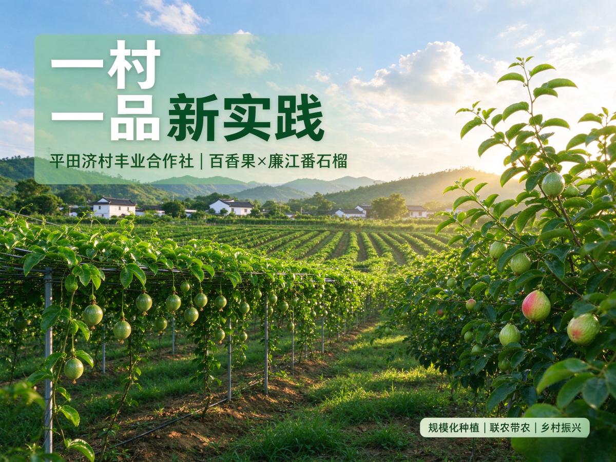 一村一品新实践：平田济村百香果、廉江番石榴开启规模化种植