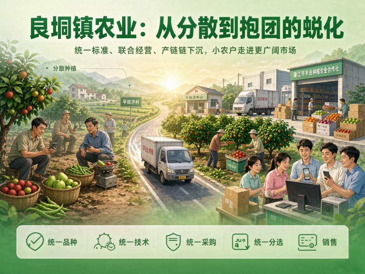 廉江良垌镇农业从分散到抱团的蜕变